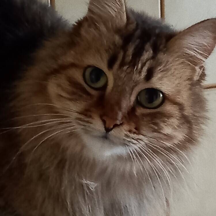Foto de perfil de Rosa