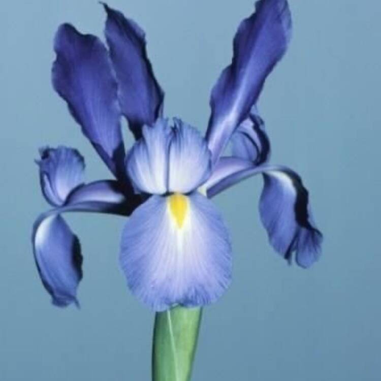 una flor en un desierto